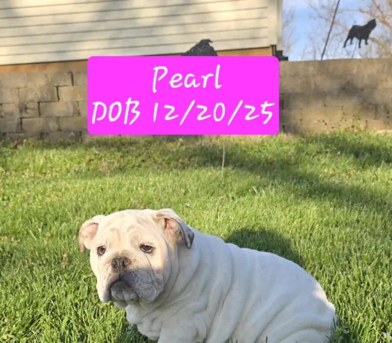 Dog Gone Bulldogs
