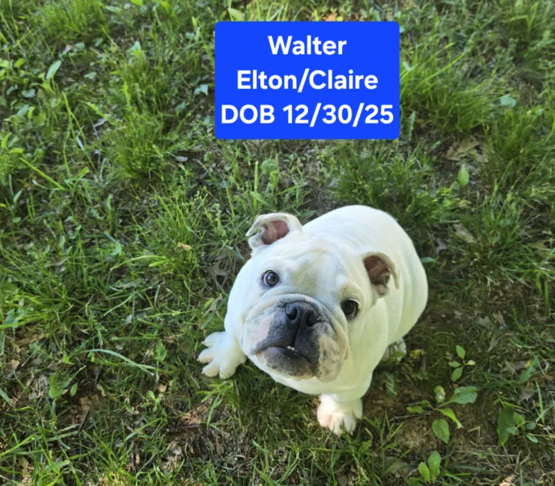 Dog Gone Bulldogs