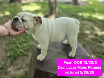 Dog Gone Bulldogs