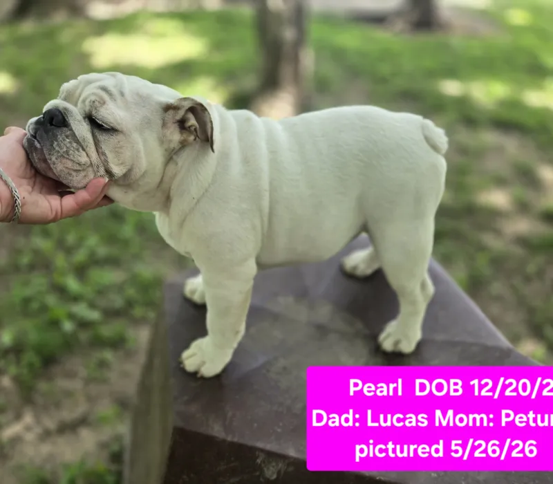 Dog Gone Bulldogs