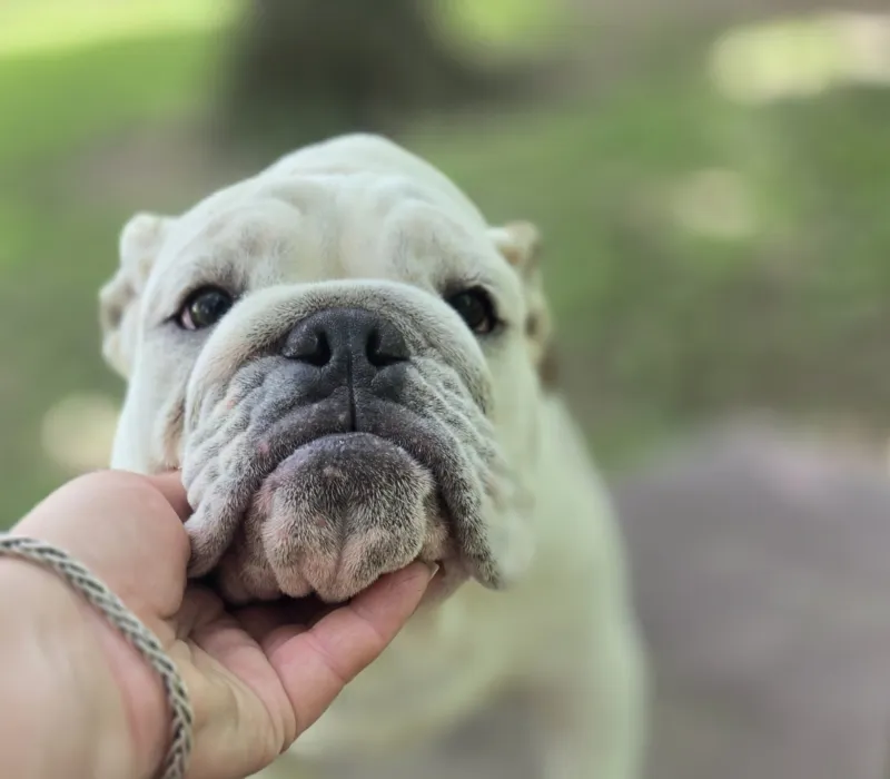 Dog Gone Bulldogs