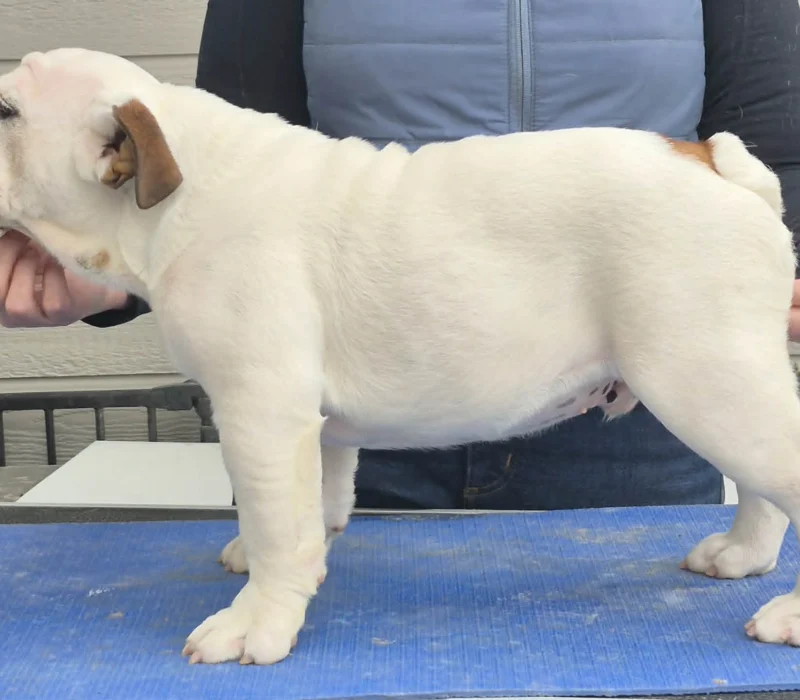 ROCKY MOUNTAIN BULLDOGS