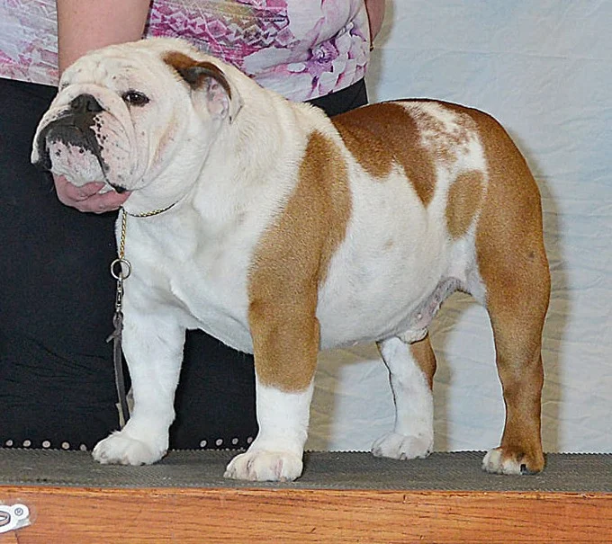 ROCKY MOUNTAIN BULLDOGS
