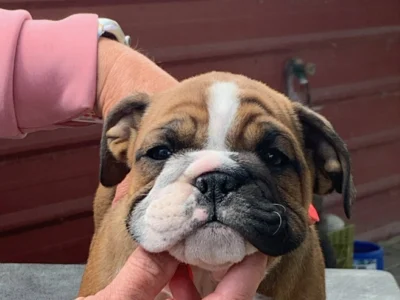 Rocky Mountain Bulldogs