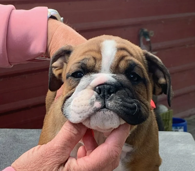 Rocky Mountain Bulldogs