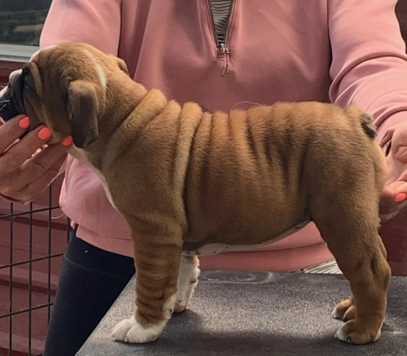 Rocky Mountain Bulldogs