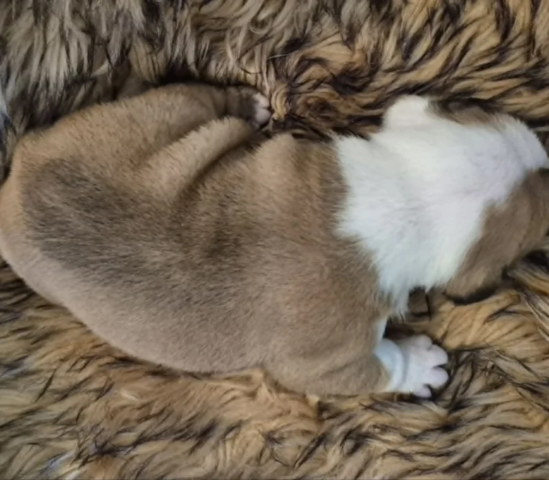 Rocky Mountain Bulldogs