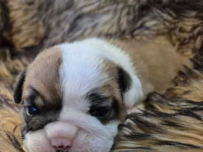 Rocky Mountain Bulldogs