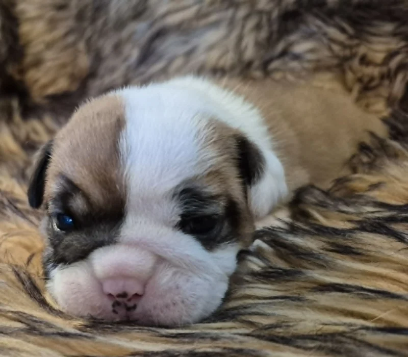 Rocky Mountain Bulldogs