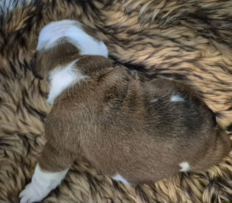 Rocky Mountain Bulldogs