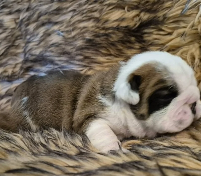 Rocky Mountain Bulldogs