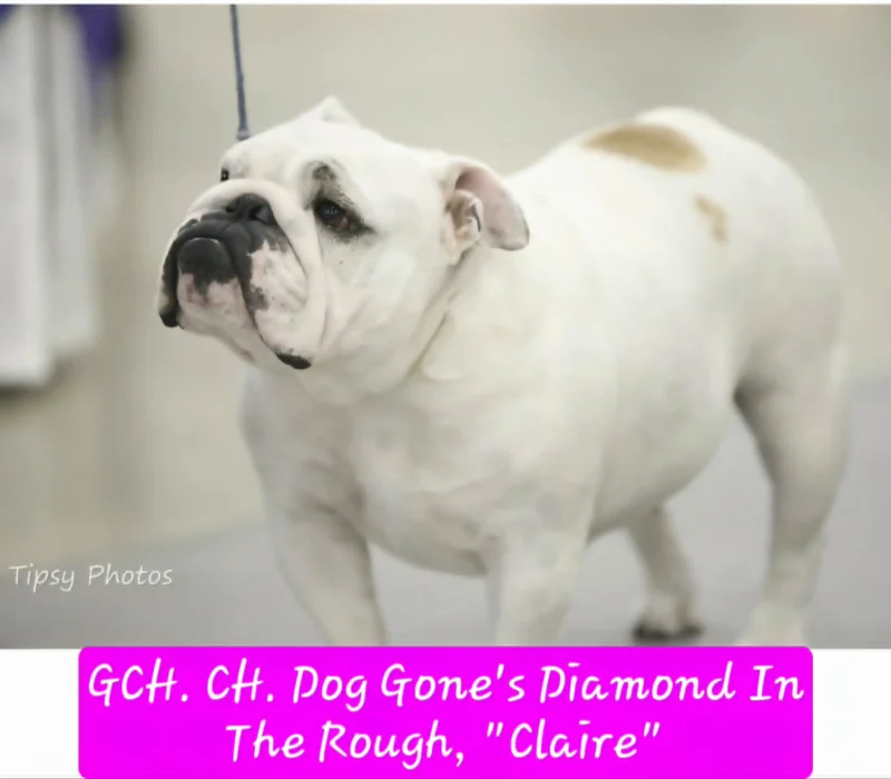 Dog Gone Bulldogs