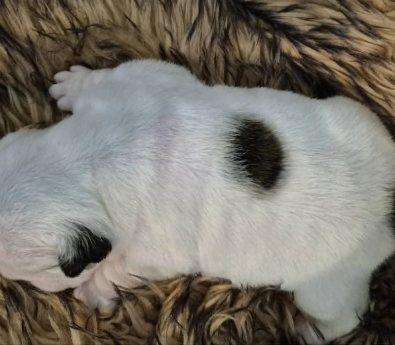 Rocky Mountain Bulldogs