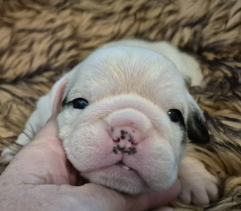 Rocky Mountain Bulldogs