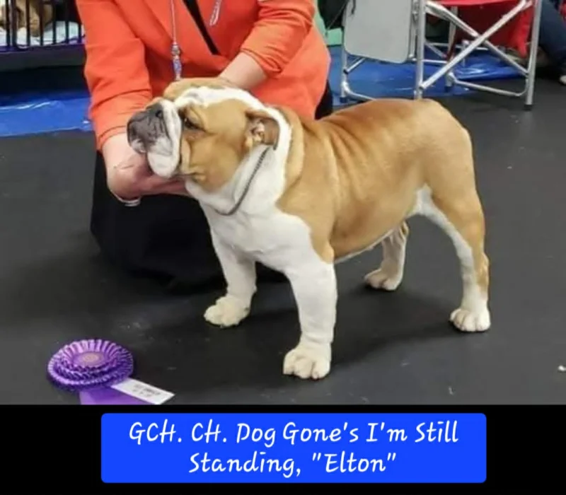 Dog Gone Bulldogs