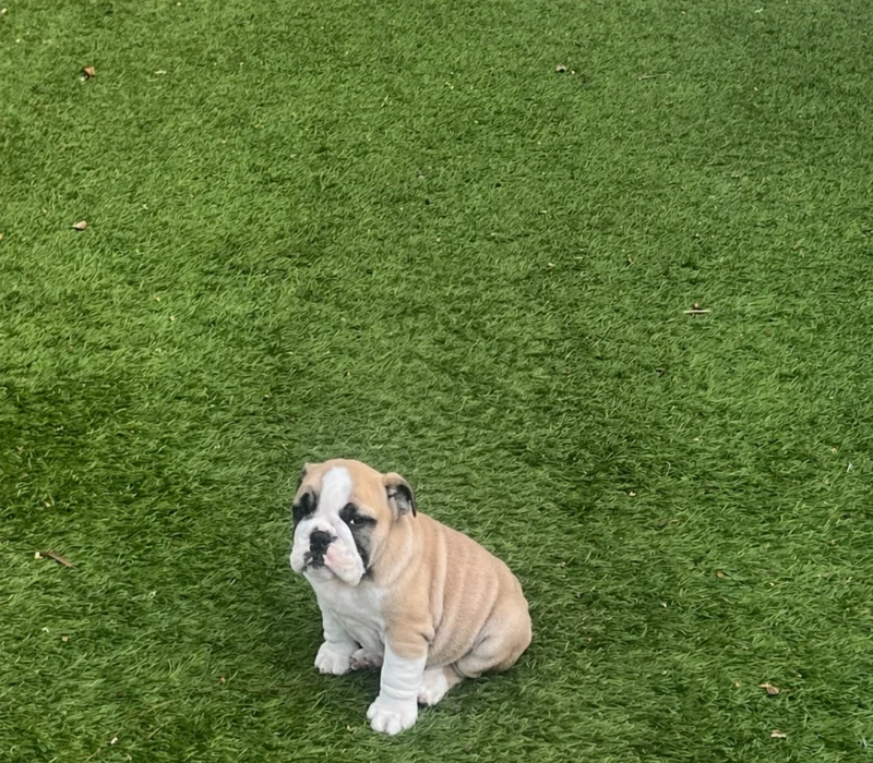 Surf City Bulldogs - Female Puppy Available