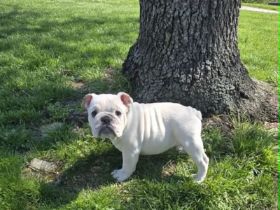 Dog Gone Bulldogs