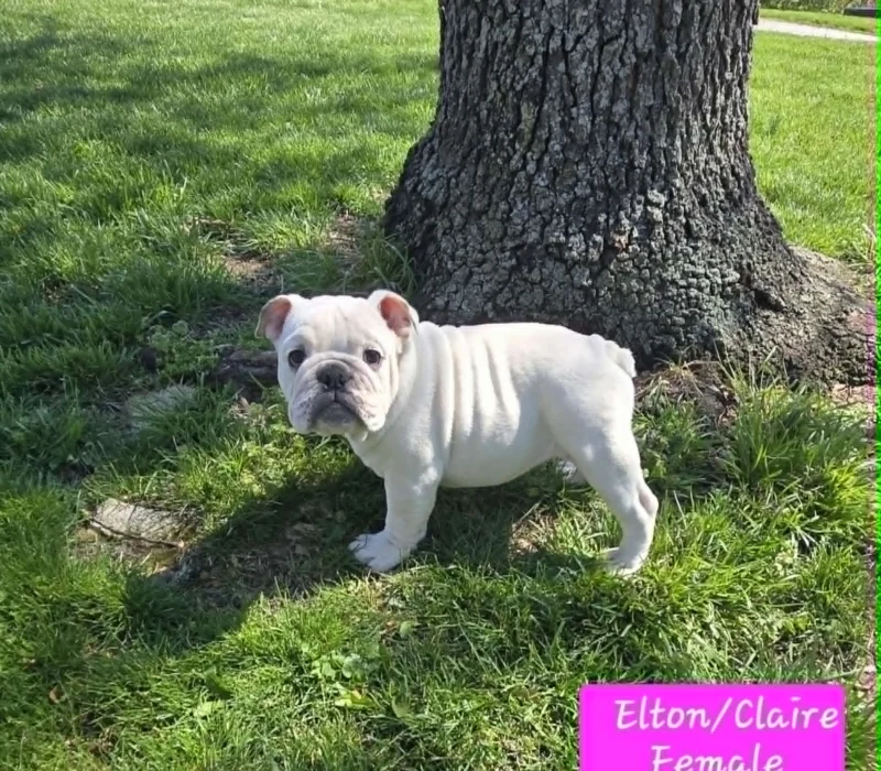 Dog Gone Bulldogs