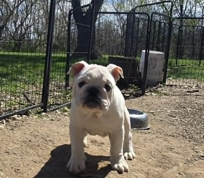Dog Gone Bulldogs