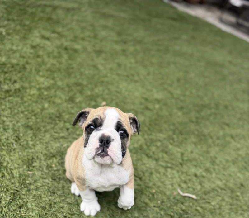 Surf City Bulldogs - Female Puppy Available
