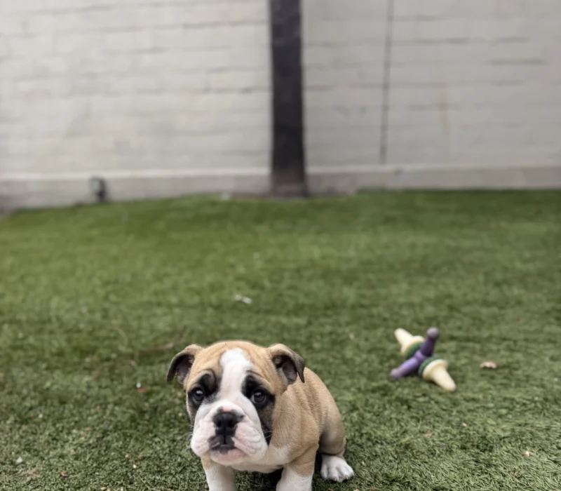 Surf City Bulldogs - Female Puppy Available