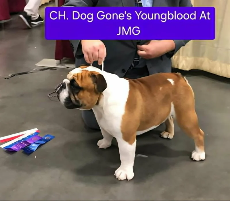 Dog Gone Bulldogs