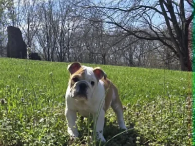 Dog Gone Bulldogs