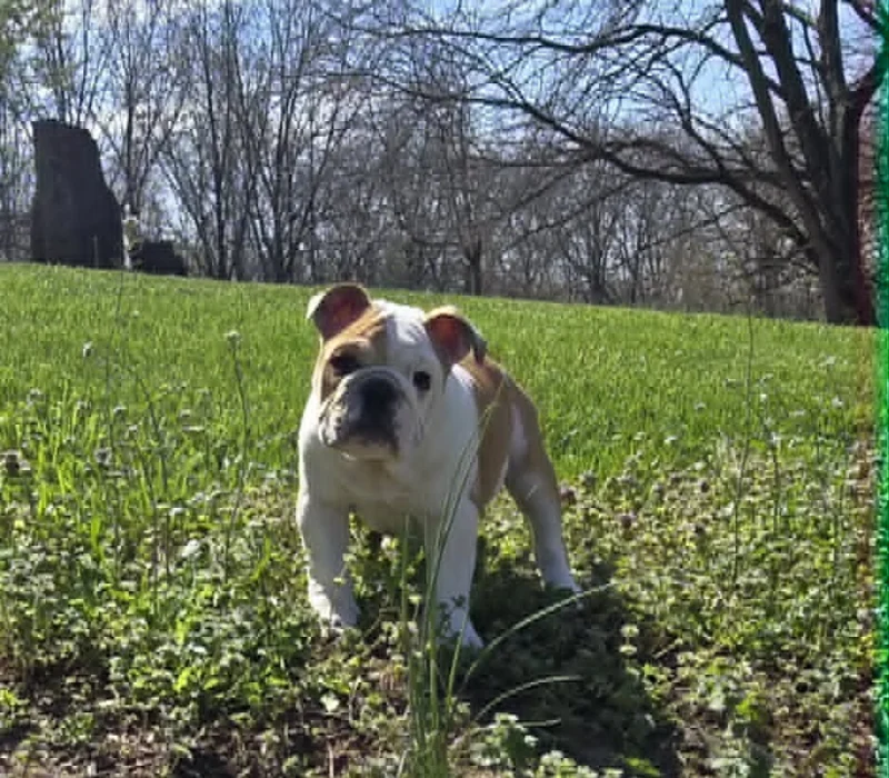 Dog Gone Bulldogs