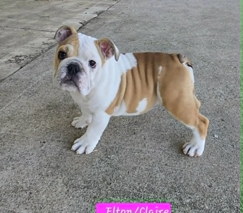 Dog Gone Bulldogs