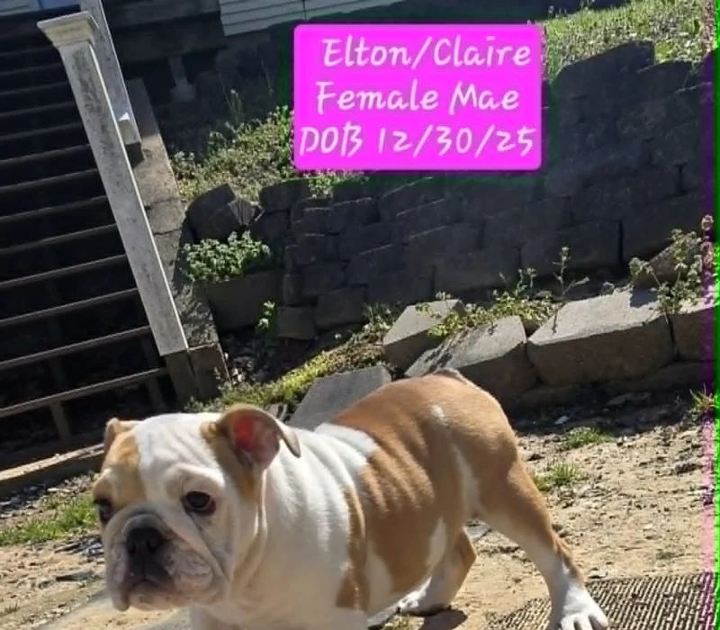 Dog Gone Bulldogs