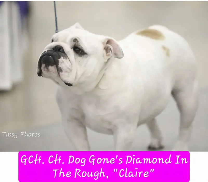 Dog Gone Bulldogs