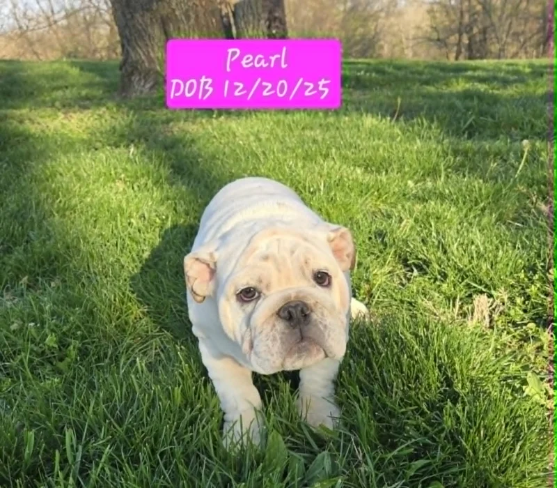 Dog Gone Bulldogs