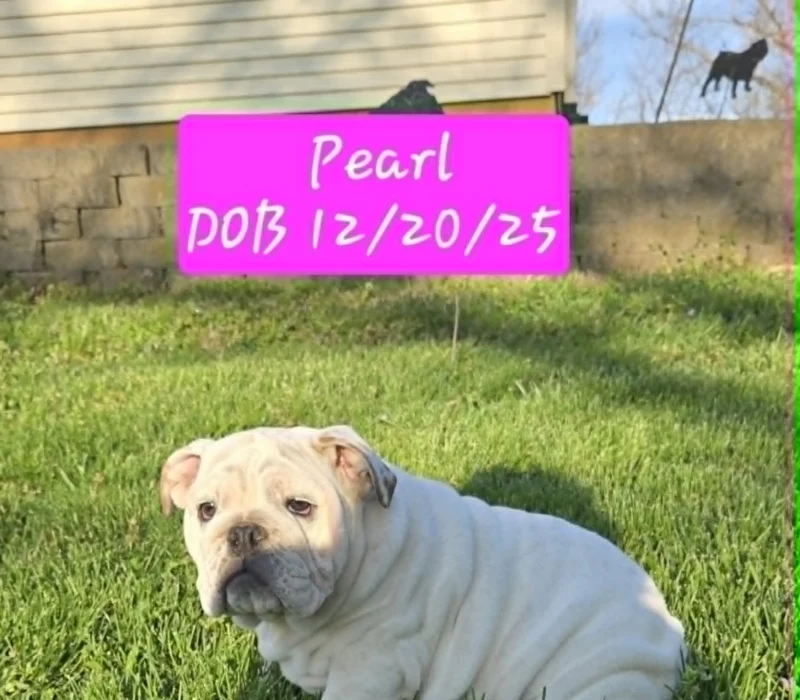 Dog Gone Bulldogs