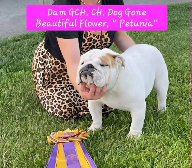 Dog Gone Bulldogs