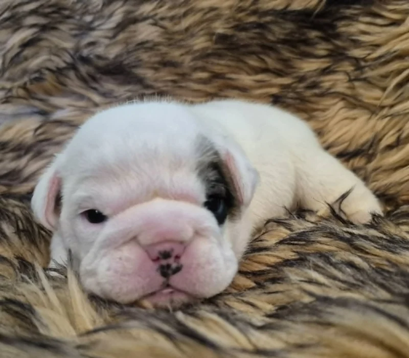 Rocky Mountain Bulldogs