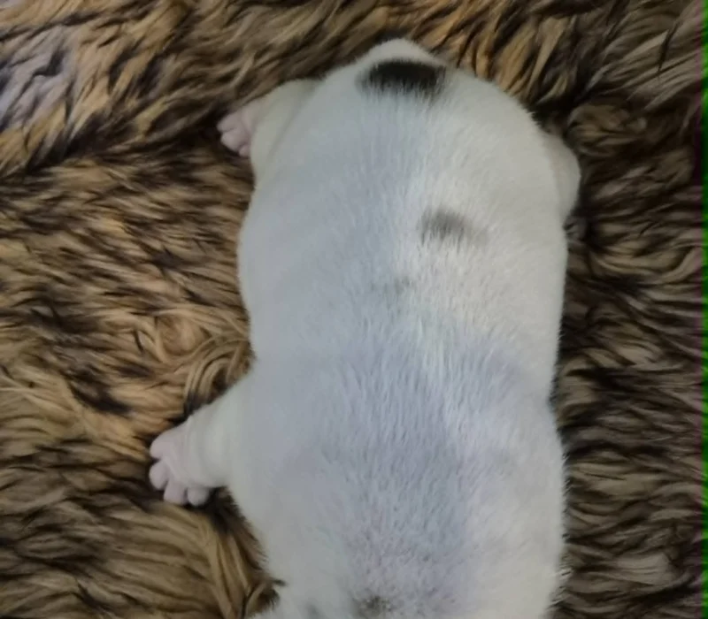 Rocky Mountain Bulldogs