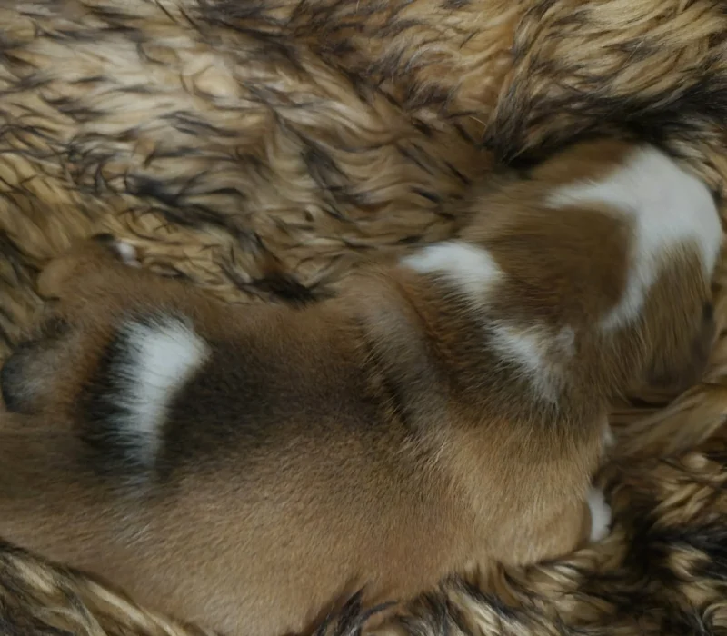 Rocky Mountain Bulldogs