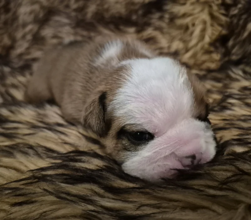 Rocky Mountain Bulldogs