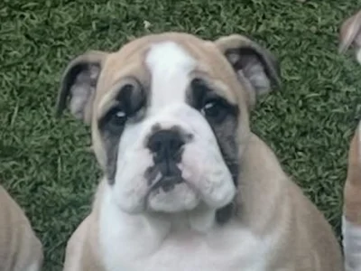 Surf City Bulldogs - Female Puppy Available