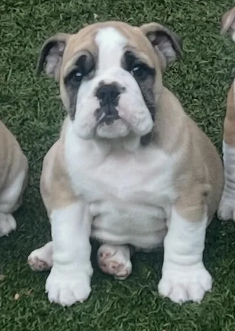 Surf City Bulldogs - Female Puppy Available