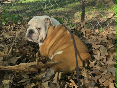 Dog Gone Bulldogs