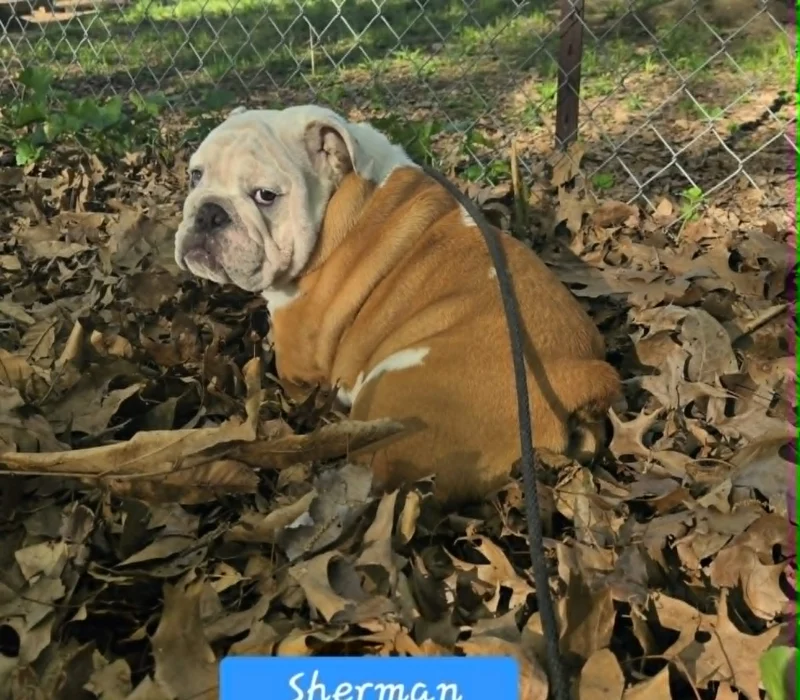 Dog Gone Bulldogs