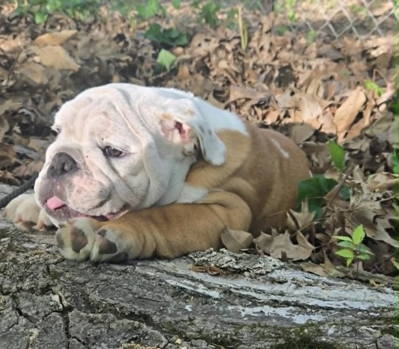 Dog Gone Bulldogs