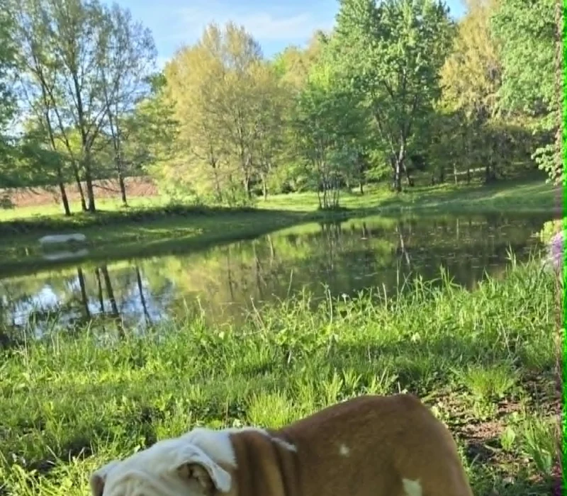 Dog Gone Bulldogs