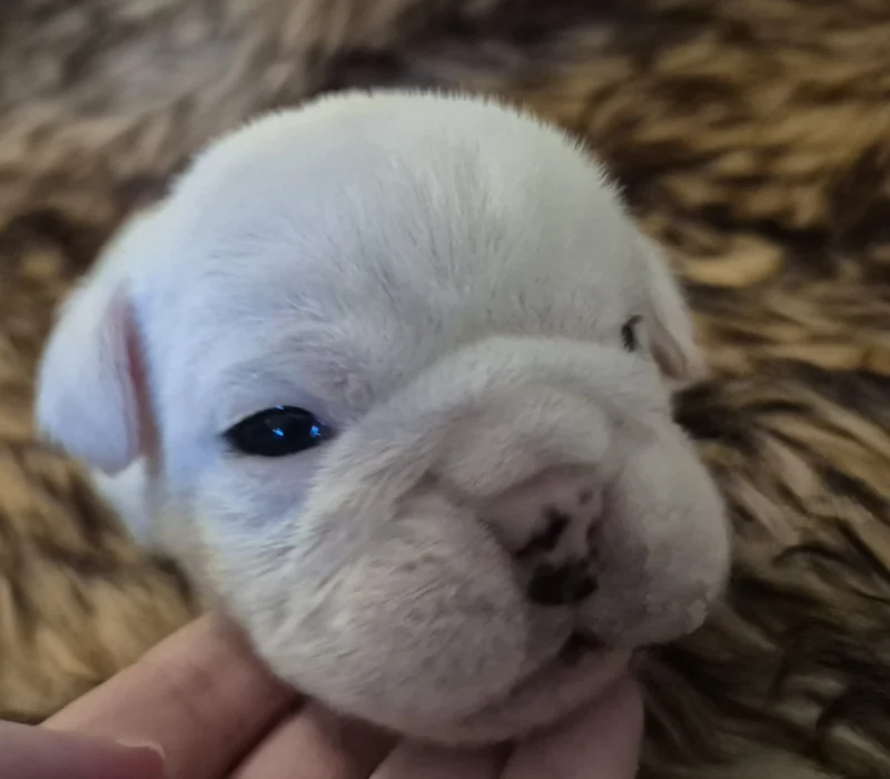 Rocky Mountain Bulldogs