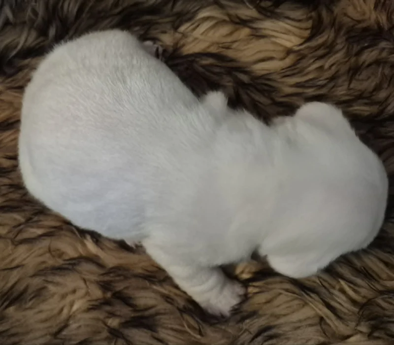 Rocky Mountain Bulldogs