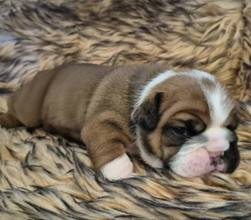 Rocky Mountain Bulldogs