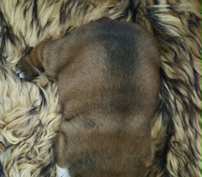 Rocky Mountain Bulldogs