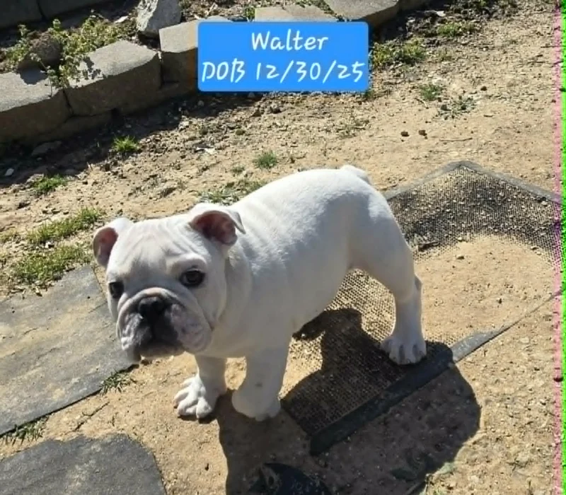 Dog Gone Bulldogs