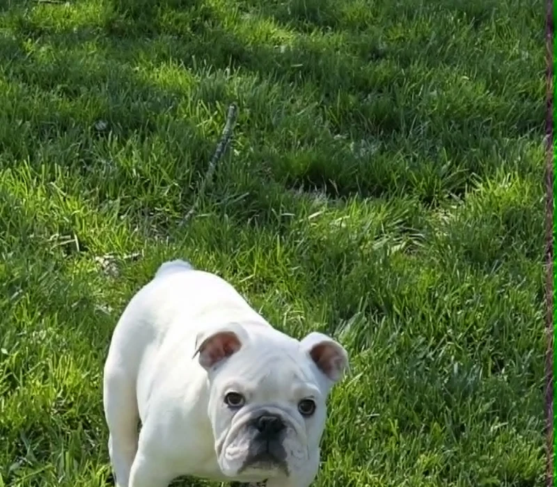 Dog Gone Bulldogs